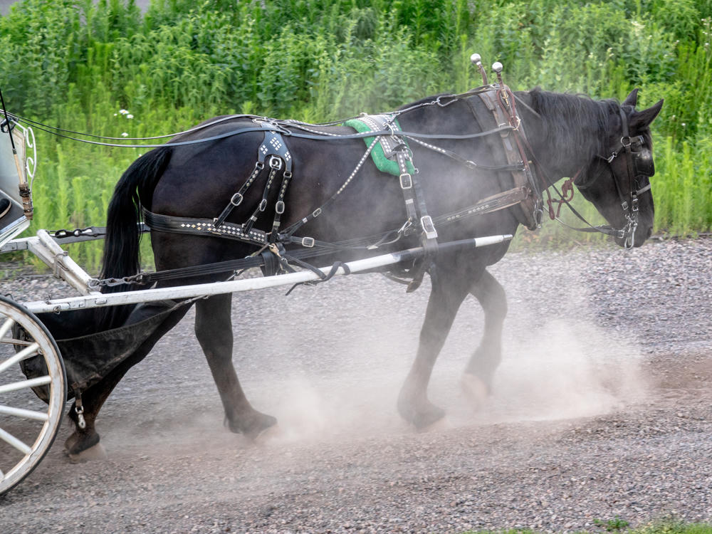 A dark horse in a decorated leather harness with studded ornaments and a green pad pulls a white-wheeled carriage along a dusty gravel road, kicking up dust around its hooves, with tall green weeds and a paved road behind it.
