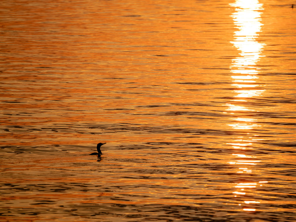 A lone cormorant swims low in glassy water, its dark head and neck silhouetted against a golden-orange surface lit by early morning sun, with a bright vertical streak of sunlight reflecting off the ripples.