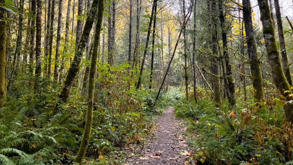 Fall Colors Walk