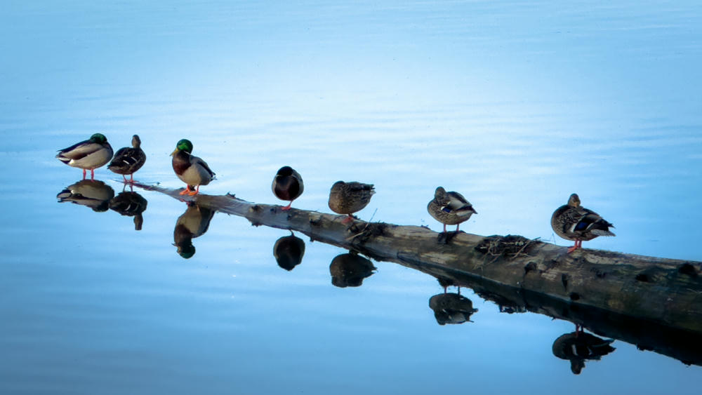 Capitol Lake Ducks