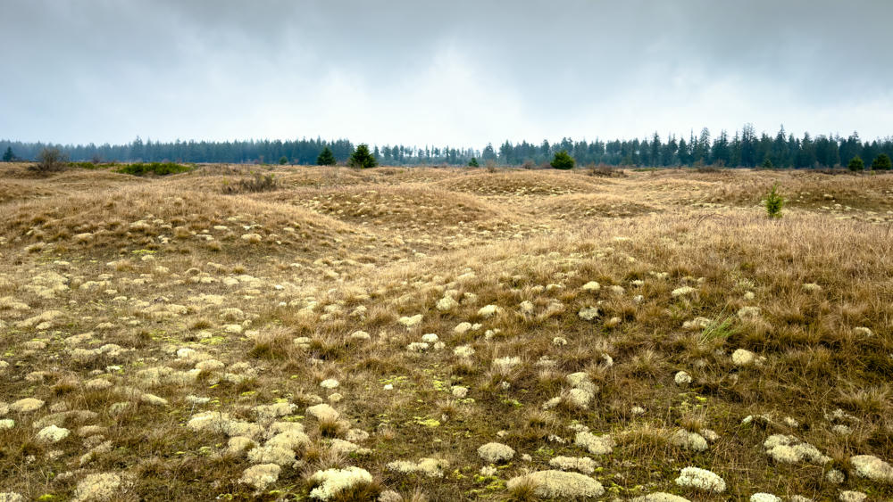 Mima Mounds