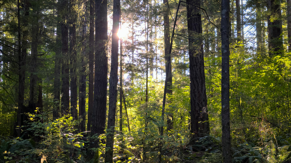 Bob Bammert Grove Trail