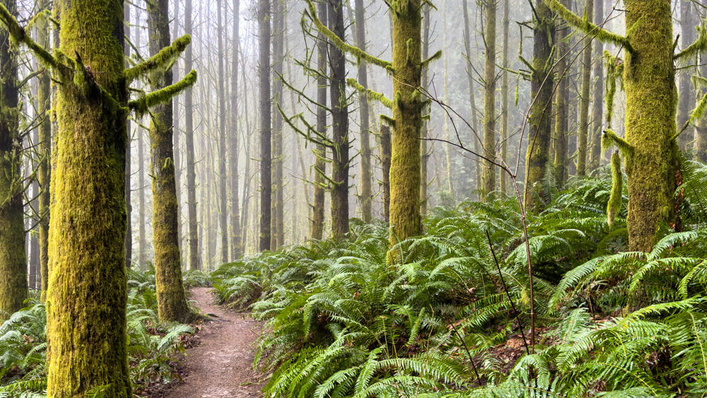 Foggy Morning Hike
