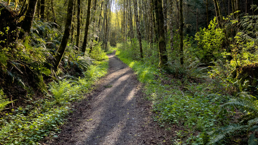 Long Shadows