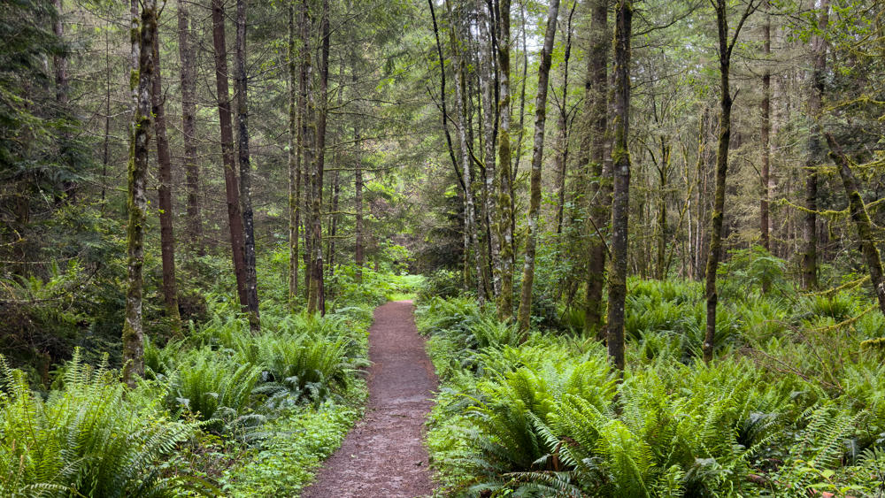 Lush Morning Forest