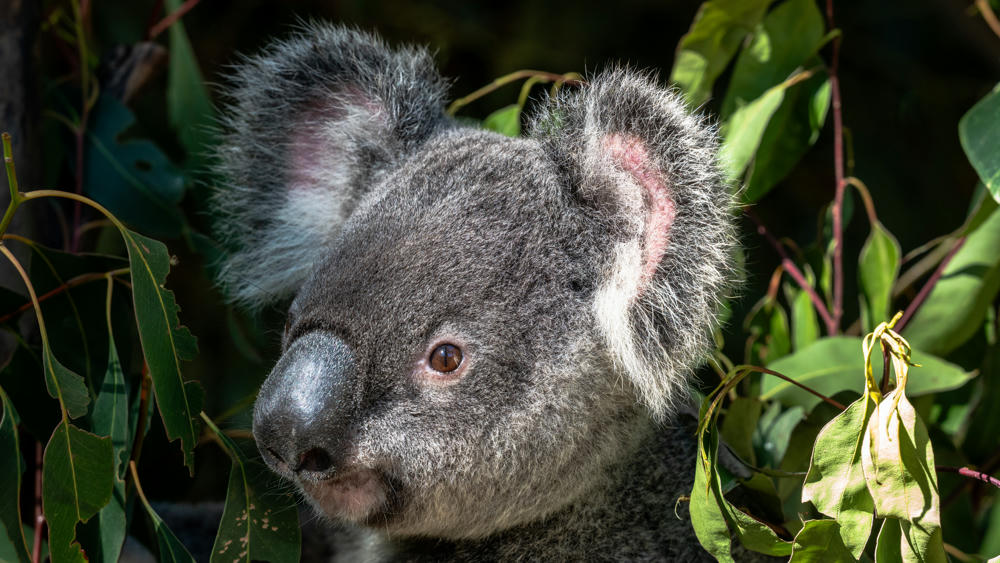 Australia Day 9: Koalas!
