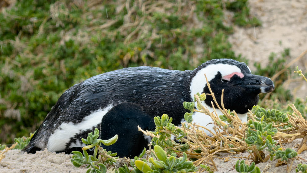 South Africa and Lesotho Day 11: Penguins and Table Mountain