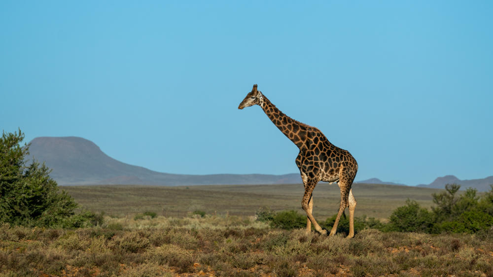 South Africa and Lesotho Day 9: Safari!