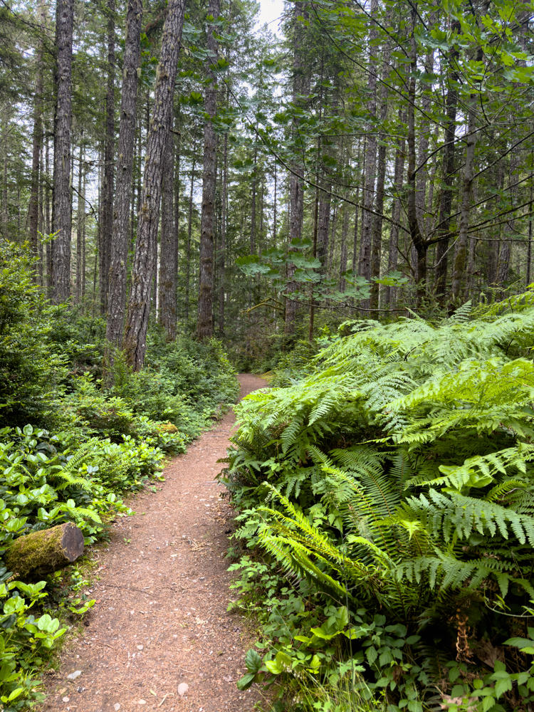 A narrow dirt trail winds through a dense coniferous forest, flanked by lush green ferns on the right and low leafy shrubs on the left, with tall evergreen tree trunks rising into a canopy of green. A mossy fallen log lies beside the path in the foreground.