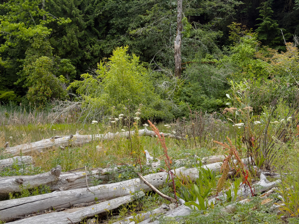 A meadow of tall grasses and wildflowers, including white yarrow and rusty-red flower spikes, scattered with weathered gray fallen logs and driftwood, backed by a dense green wall of conifer and deciduous forest.