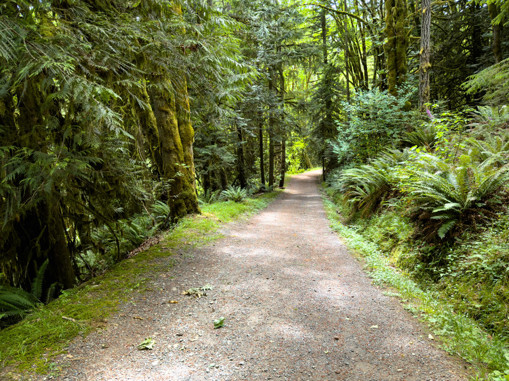A wide gravel trail curving through a dense, green Pacific Northwest forest, lined with moss-covered tree trunks, towering conifers, and large sword ferns on both sides.
