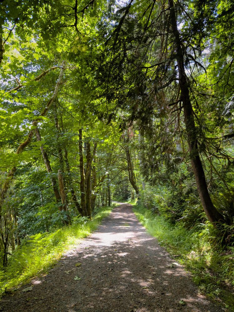A gravel trail winds through a lush green forest, lined with mossy maple trees, conifers, and ferns, with dappled midday sunlight filtering through the dense leafy canopy.