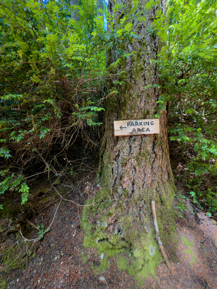 A wooden “Parking Area” sign with a left-pointing arrow nailed to the moss-covered trunk of a large tree in a lush green forest, with dense undergrowth and a forest floor of pine needles and dirt around the base.