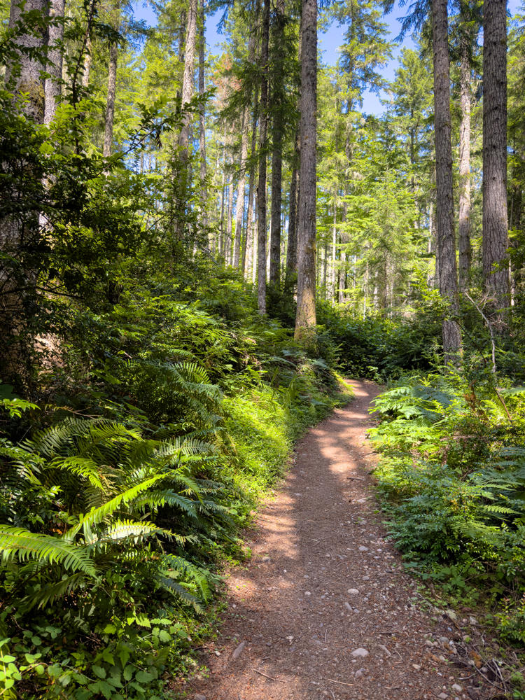A narrow dirt trail winds through a sunlit evergreen forest, flanked by lush green sword ferns and tall conifer trunks rising toward a blue sky.
