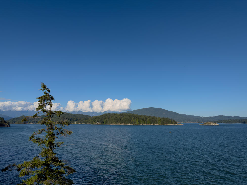 A calm blue coastal inlet under a mostly clear sky, with a tall solitary conifer in the left foreground and forested hills and a mountain across the water. Puffy white clouds sit above distant mountains, and a small boat is visible on the water.