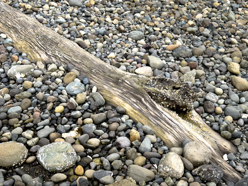 A weathered, gray driftwood log runs diagonally across a beach covered in smooth rounded pebbles and cobbles in shades of gray, brown, and tan. Clusters of small white barnacles cling to the lower end of the log, indicating it sits in the tidal zone.