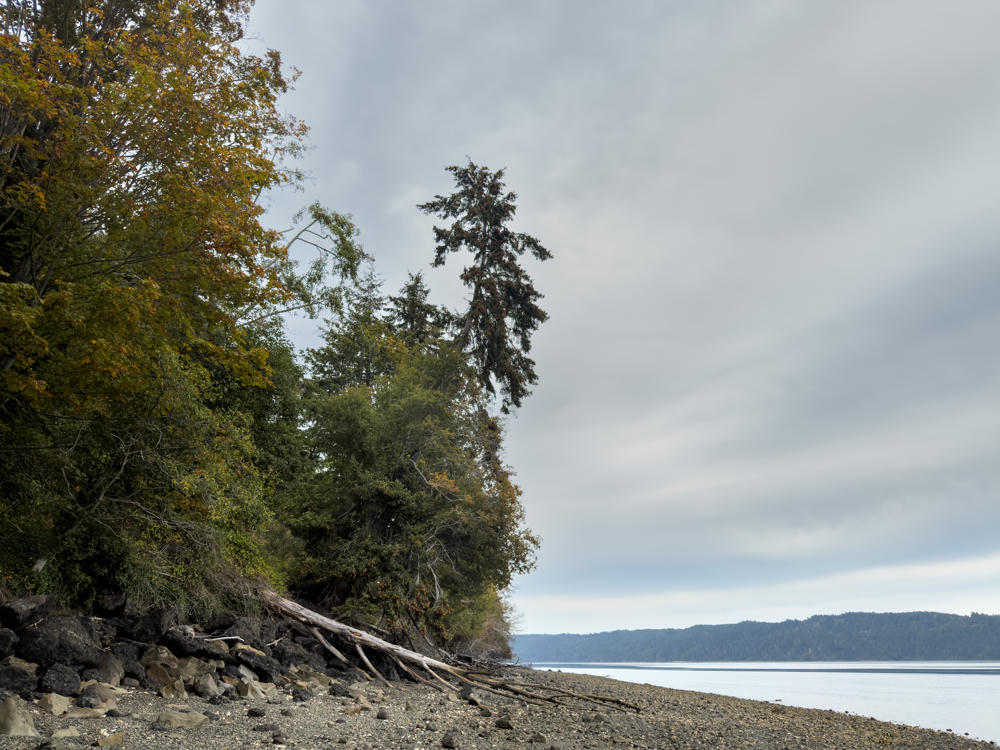 A rocky, driftwood-strewn beach along a calm inlet under an overcast gray sky, with a dense stand of conifers and deciduous trees showing early fall color leaning over the shoreline on the left, and low forested hills across the water in the distance.