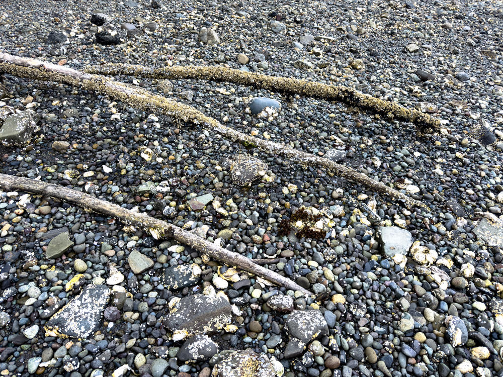 A pebbly tidal beach strewn with weathered driftwood branches, some encrusted with barnacles and dried algae, along with scattered oyster shells and a small clump of reddish-brown seaweed among the gray and tan stones.