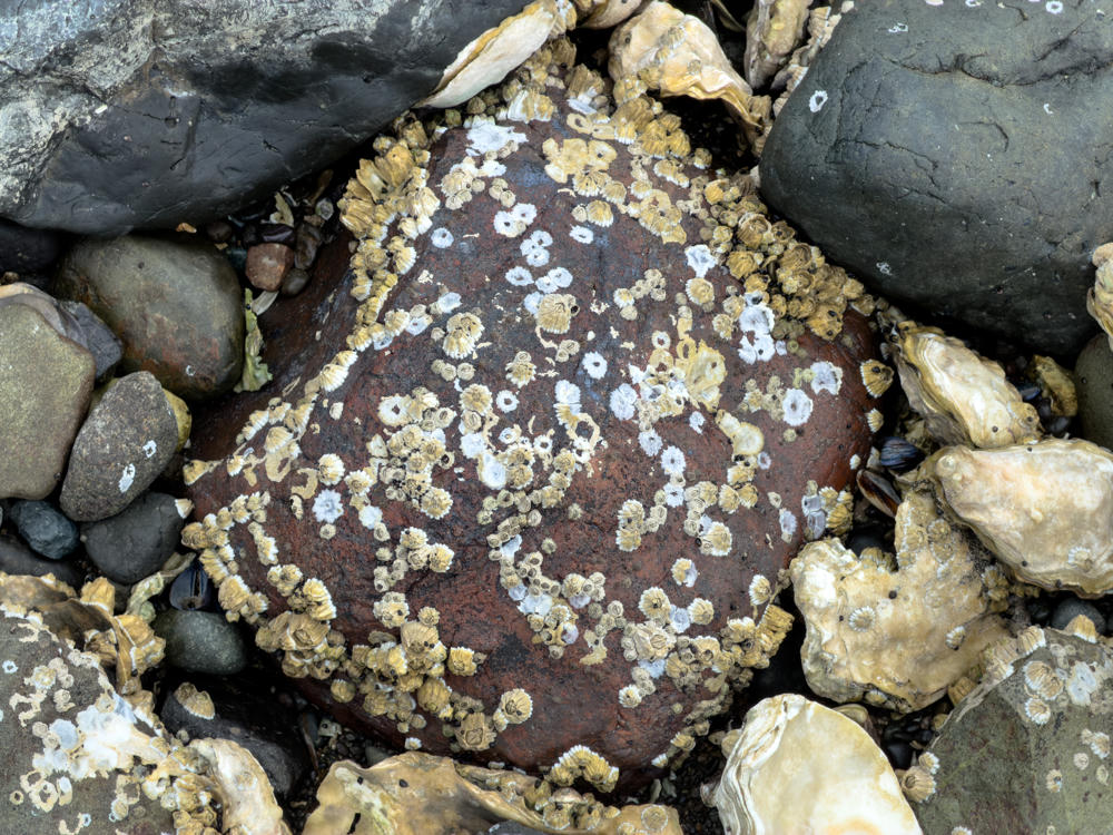 A reddish-brown rock encrusted with clusters of pale barnacles sits amid smoky gray boulders, smooth beach pebbles, and scattered oyster shells on a rocky tidal beach.