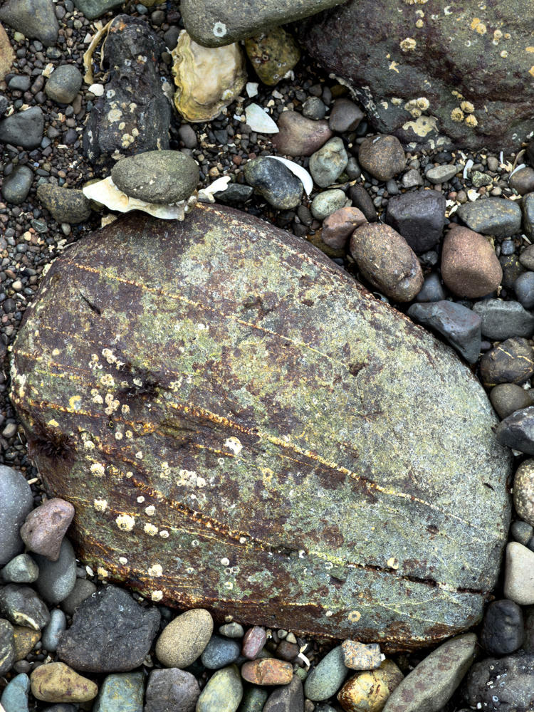 A large greenish-brown beach rock crossed by diagonal mineral veins and dotted with small barnacles, resting among smaller wet pebbles and cobbles with scattered shell fragments on a rocky tidal beach.