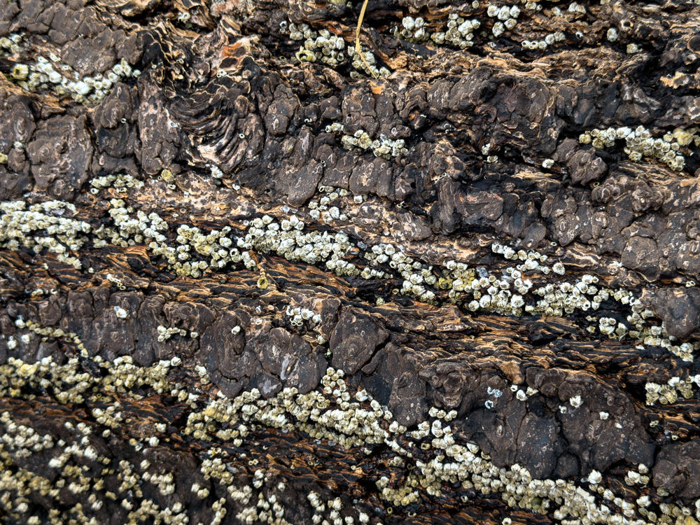 A close-up of dark, weathered rock encrusted with clusters of small pale acorn barnacles, their whitish and greenish shells scattered in vertical streaks across the textured brown surface.