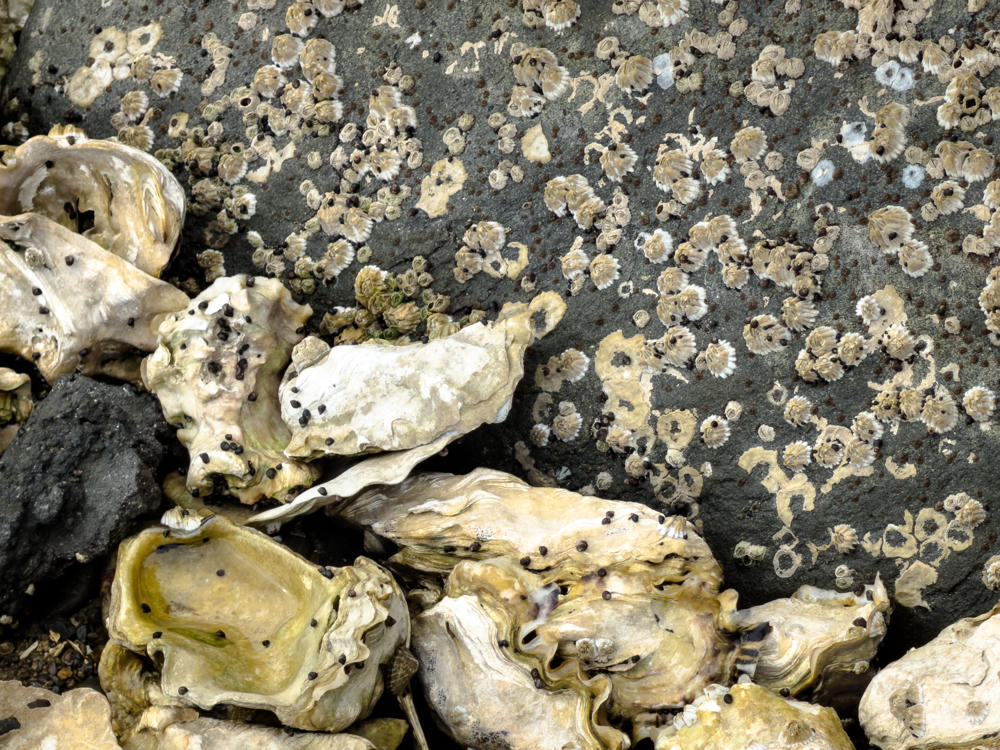 A close-up of a rocky intertidal zone with a dark gray boulder densely encrusted with barnacles and small snails, while pale cream and yellow oyster shells cluster together in the foreground.