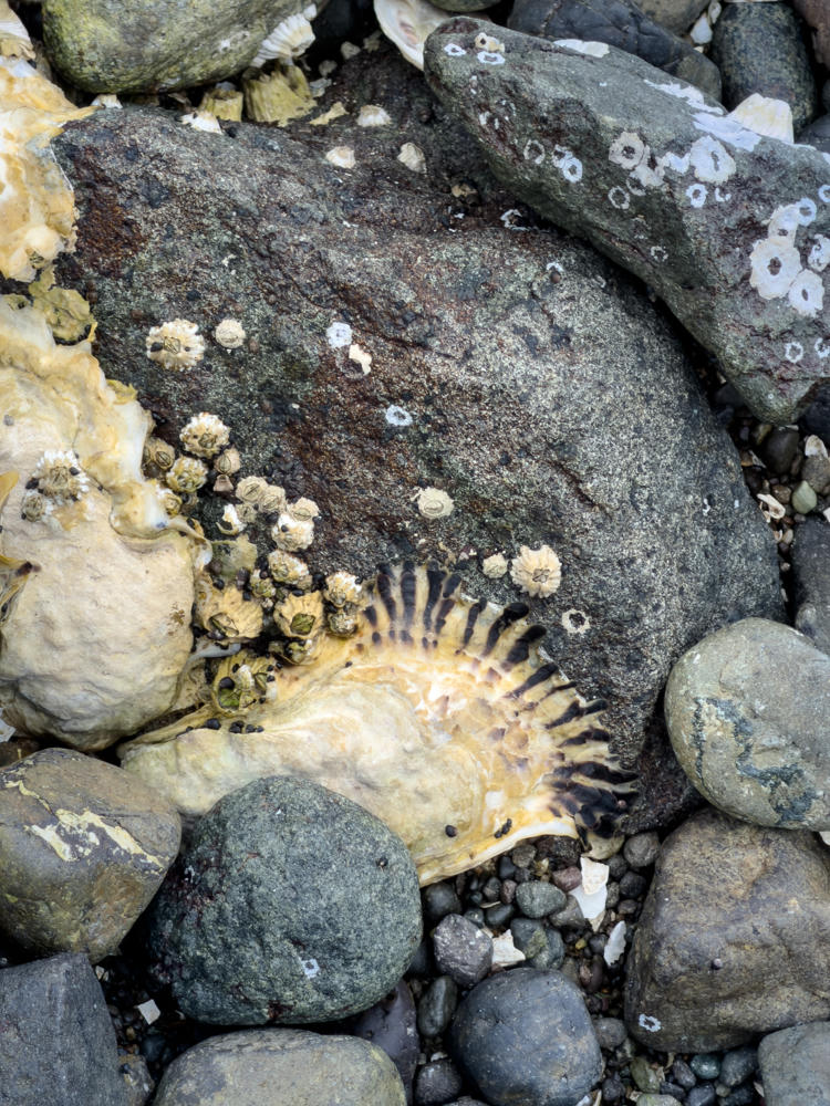 A rocky tidal beach strewn with smooth gray cobbles, weathered stones, and pale oyster and clam shells, several encrusted with clusters of barnacles and the ringed scars where barnacles once attached. In the center a cream-colored shell fringed with dark purplish-brown ridges rests among the barnacle-covered rocks.