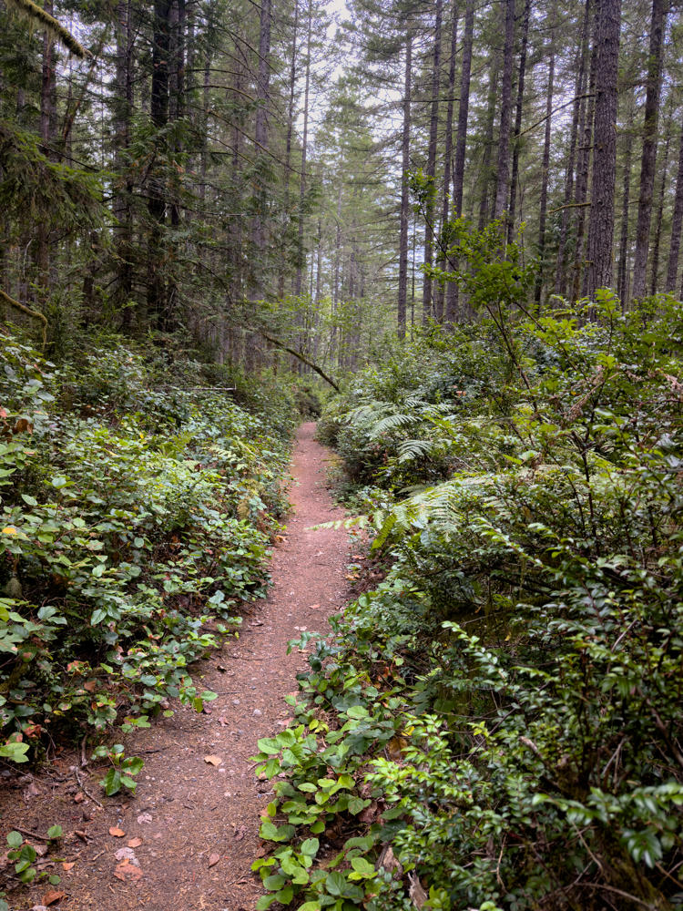 A narrow dirt hiking trail winds through a dense evergreen forest, flanked by low green shrubs, ferns, and leafy undergrowth, with tall conifer trunks rising toward a pale, overcast sky.