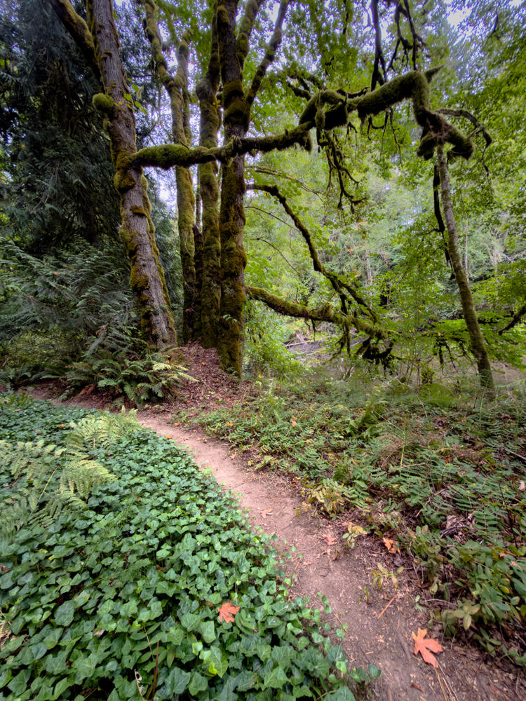 A narrow dirt footpath winds through a lush green forest, flanked by ivy groundcover and ferns, with tall moss-covered tree trunks and heavily moss-draped branches overhead. A few red fallen maple leaves dot the path in this shady woodland setting.