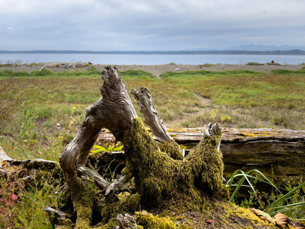 A weathered, twisted piece of driftwood, partly covered in bright green moss, sits amid a grassy shoreline meadow with a broad calm bay and distant tree-lined shore and hazy mountains under an overcast sky.