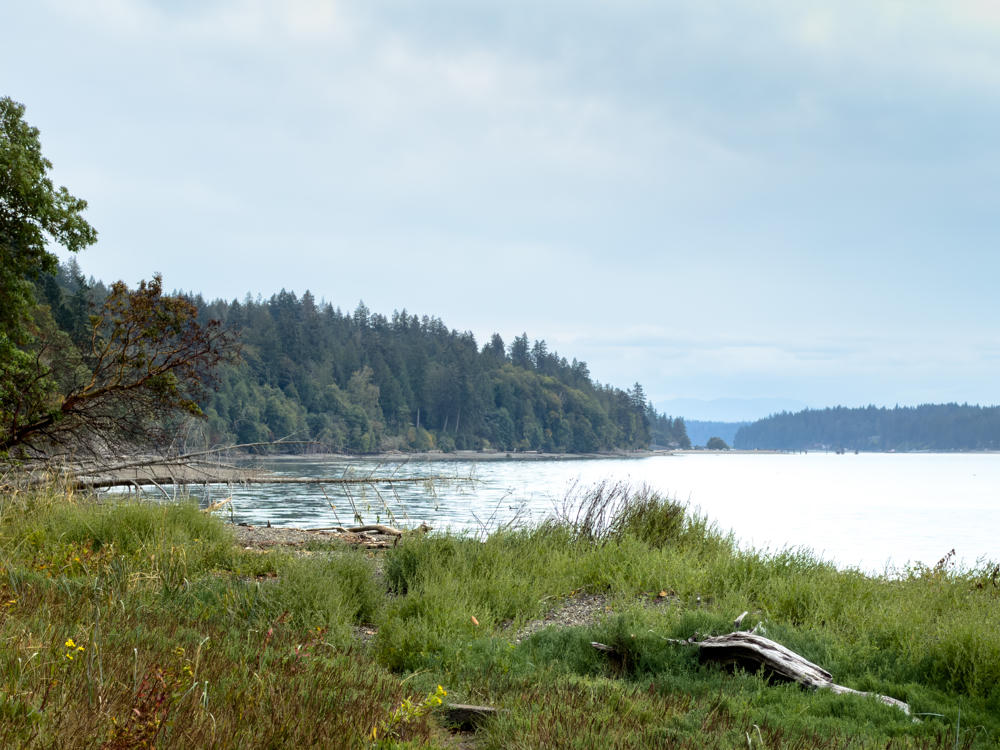A quiet, grassy shoreline along a calm inlet under an overcast gray sky, with weathered driftwood and a large bleached log resting in the grass in the foreground. Forested hills of evergreen and deciduous trees curve along the far shore, with faint distant ridges visible on the horizon.
