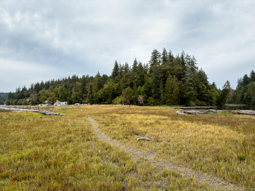 A gravel path winds through a broad coastal salt marsh of golden-brown grasses toward a dense stand of evergreen and deciduous trees on a low headland. Scattered weathered driftwood logs lie on the marsh, calm water is visible at right, and a few small buildings peek out from the treeline under an overcast gray sky.