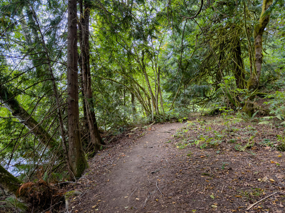 A dirt hiking trail curves through a dense evergreen forest, with tall conifers and moss-covered tree trunks lining both sides and ferns and low green vegetation covering the forest floor. Glimpses of water are visible through the trees on the left side of the trail.
