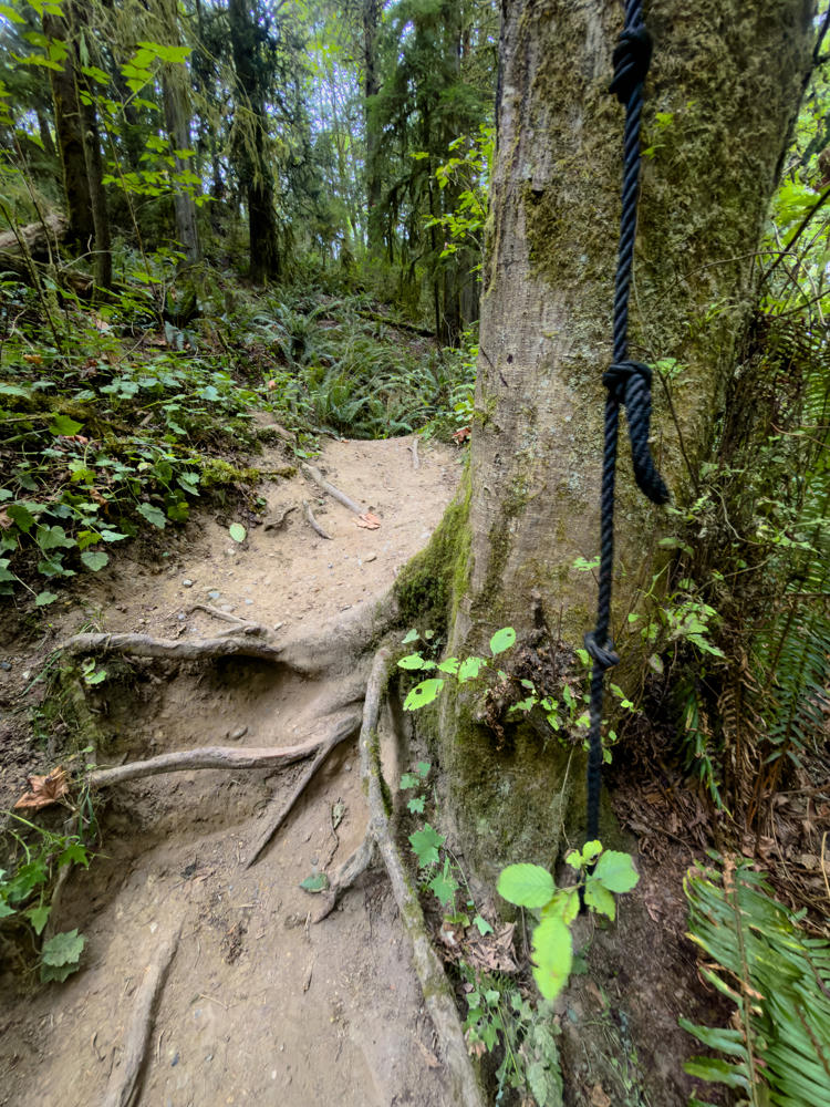 A steep, eroded dirt trail winds up through a lush green forest, with exposed tree roots crossing the path and a thick black climbing rope hanging down beside a large moss-covered tree trunk to aid hikers. Ferns, small leafy plants, and tall evergreen trees fill the surrounding woods.