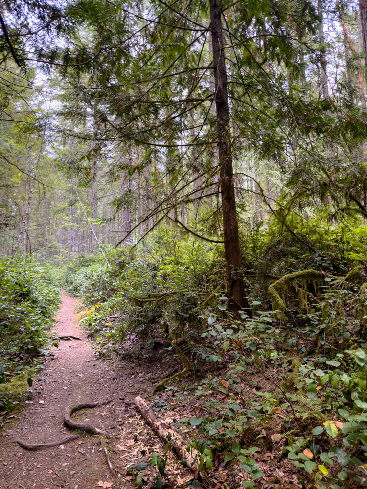 A narrow dirt trail winding through a dense evergreen forest, with exposed tree roots crossing the path and a fallen log to the side. Tall conifers, moss-draped branches, and lush green undergrowth fill the scene under soft overcast light.