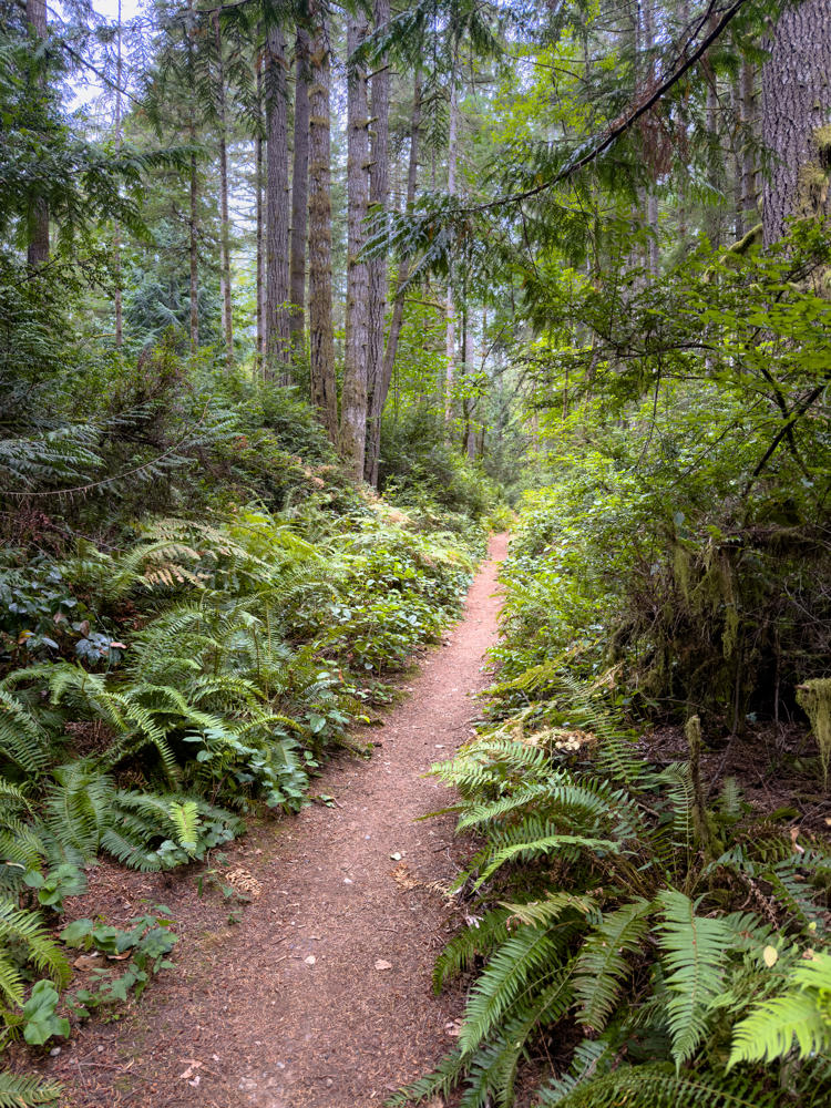 A narrow dirt footpath winds through a dense evergreen forest lined with lush sword ferns and low green undergrowth, with tall conifer trunks and moss-draped branches rising overhead.