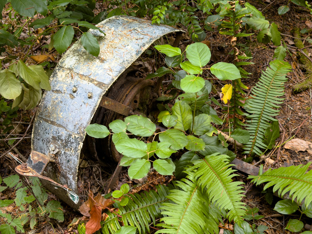 A rusted, weathered metal fender curving over a corroded wheel from an old abandoned vehicle, half-buried and overgrown by ferns, salal, and other green forest-floor plants amid pine needles and fallen leaves.