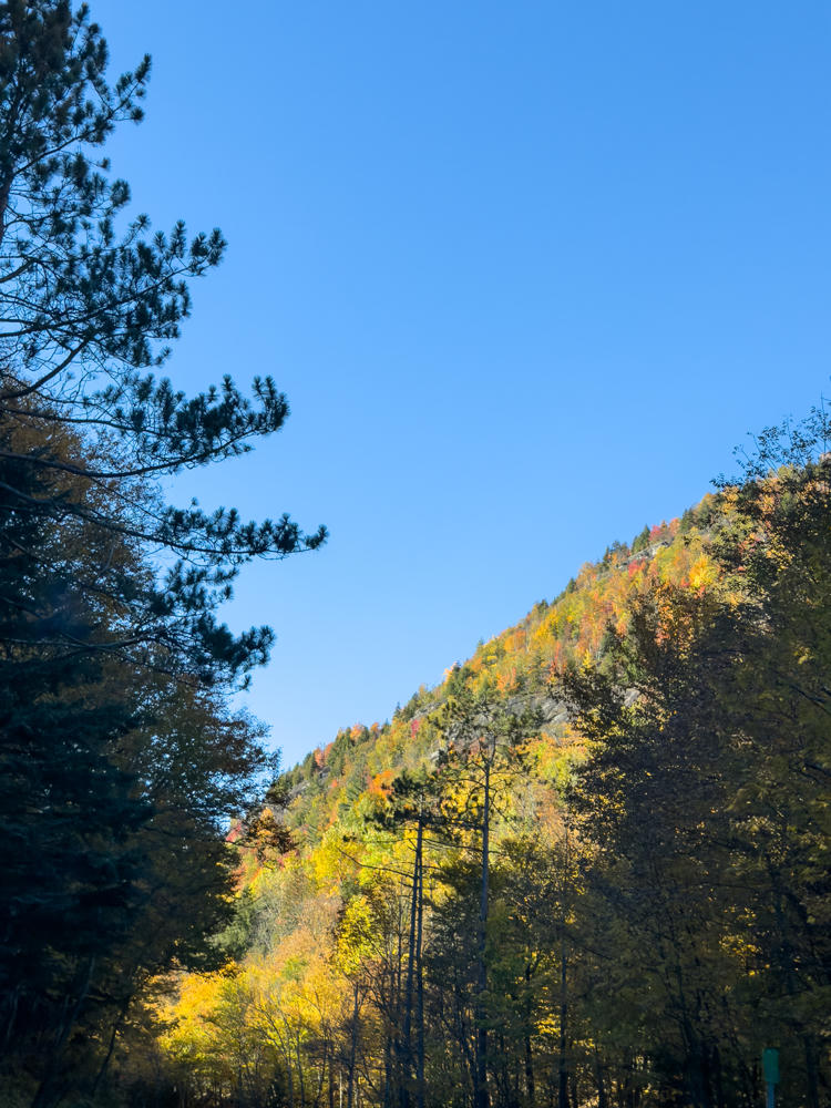 A forested mountainside in autumn with rocky outcrops showing through trees in shades of green, yellow, orange, and red, set against a clear deep-blue sky, with a silhouetted pine branch framing the upper left corner.