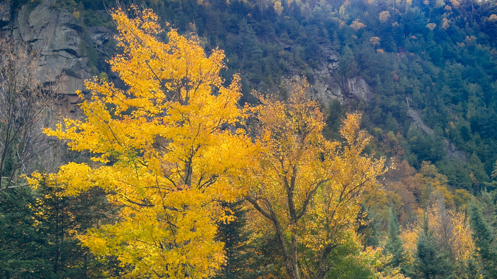 Deciduous trees with golden-yellow autumn foliage stand in front of a steep, forested mountainside with exposed gray rock cliffs and a mix of evergreens and other fall-colored trees.