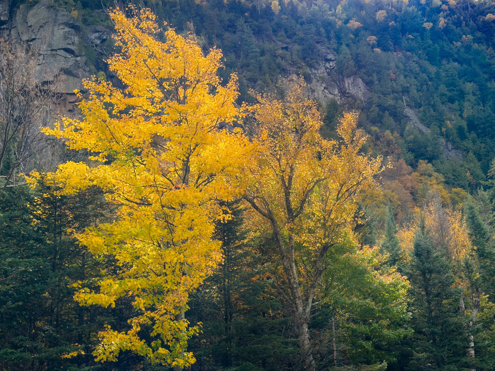 Deciduous trees with golden-yellow autumn foliage stand in front of a steep, forested mountainside with exposed gray rock cliffs and a mix of evergreens and other fall-colored trees.