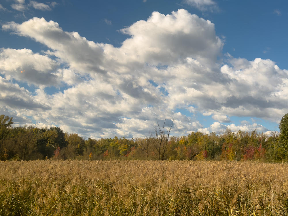 A broad field of golden, dried reeds and grasses stretches into the distance toward a line of trees showing early autumn color, with patches of red and orange foliage among the green. Above, a vast blue sky is filled with large, puffy white cumulus clouds.