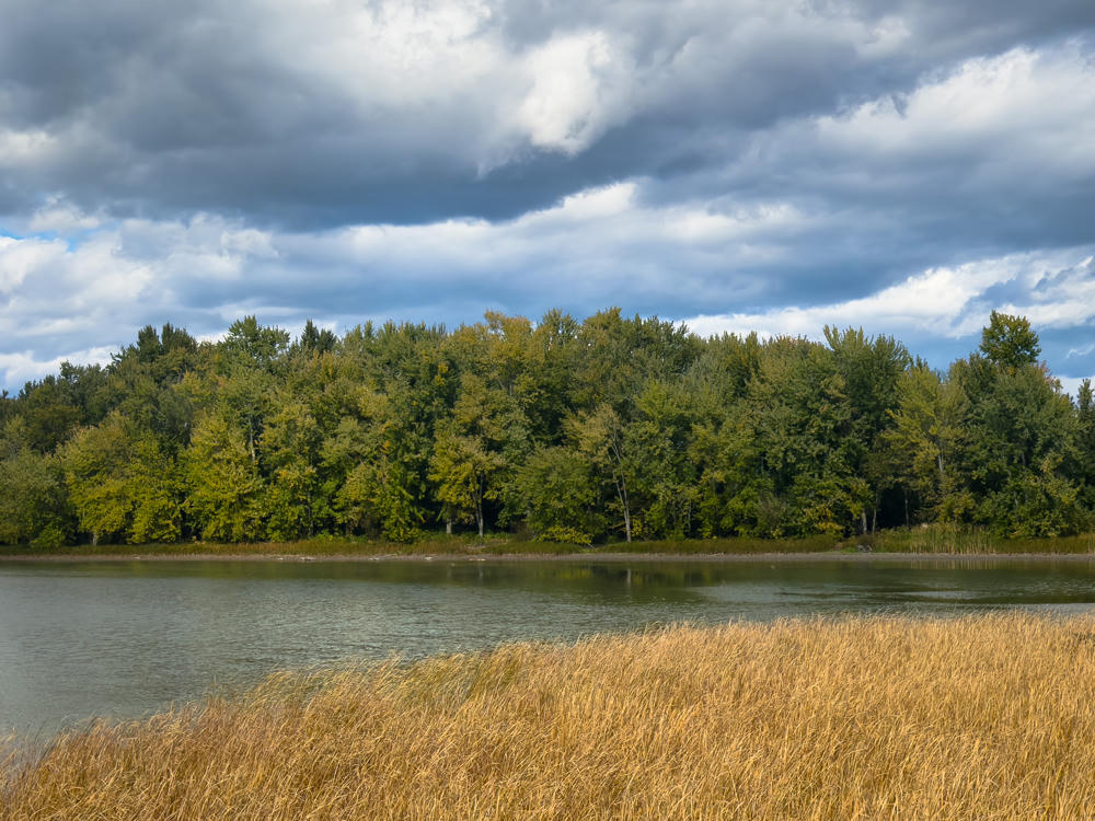 A calm lake or river edged with golden tan reeds in the foreground, backed by a dense line of green trees just beginning to turn autumn colors, under a dramatic sky of heavy white and gray clouds with patches of blue.