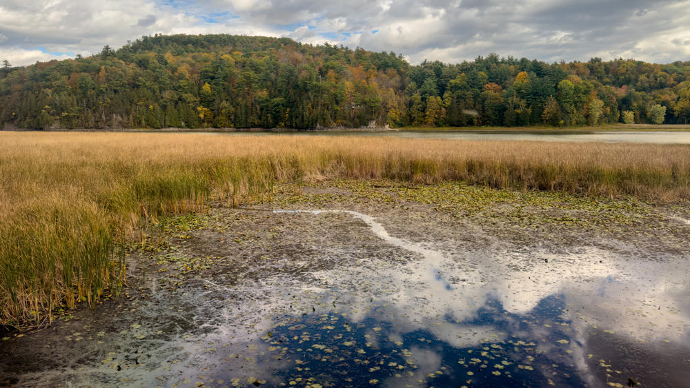 A marshy wetland and lake edge in early autumn, with golden-brown reeds and lily pads in the foreground giving way to still water that reflects a partly cloudy sky. Across the water, a forested hillside shows a mix of evergreen and fall-colored foliage under a bright blue sky with billowing white clouds.