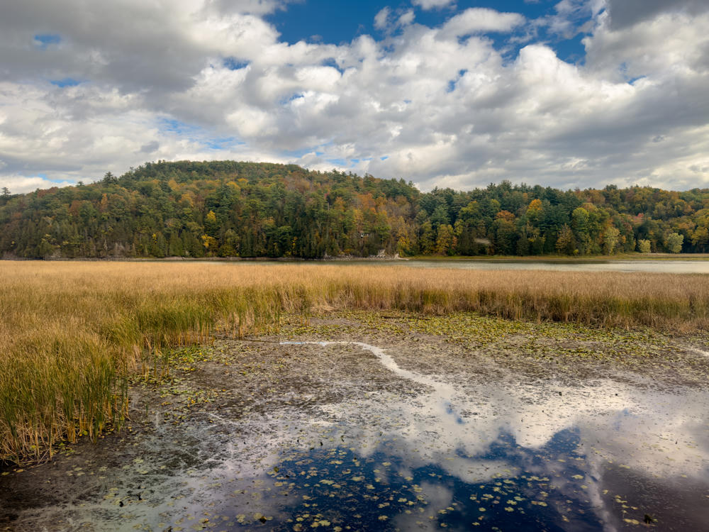 A marshy wetland and lake edge in early autumn, with golden-brown reeds and lily pads in the foreground giving way to still water that reflects a partly cloudy sky. Across the water, a forested hillside shows a mix of evergreen and fall-colored foliage under a bright blue sky with billowing white clouds.