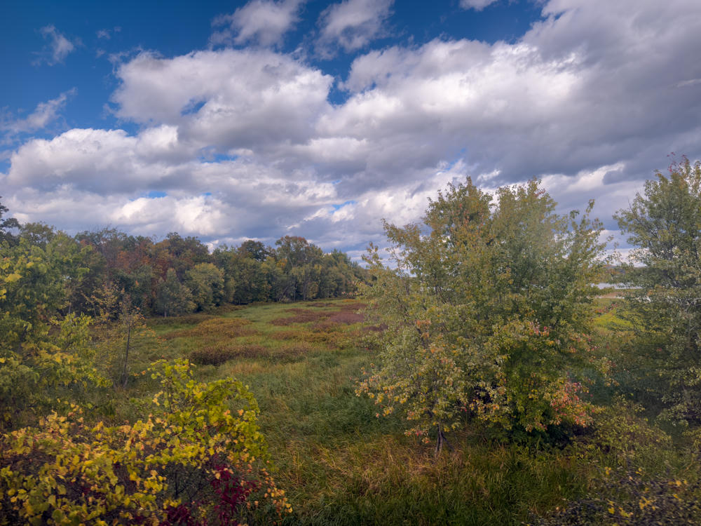 An autumn meadow dotted with shrubs showing red, orange, and yellow foliage, bordered by a line of trees in early fall color, under a broad blue sky filled with bright, puffy white clouds.