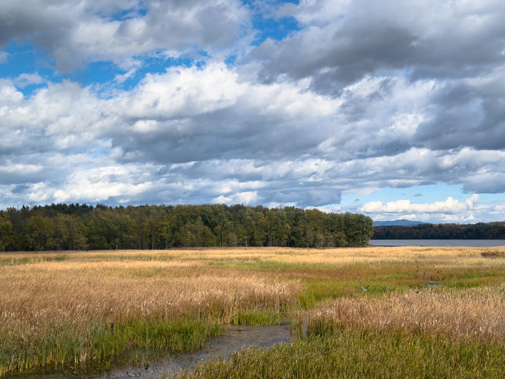 A broad golden marsh of tall reeds and grasses with patches of green and open water in the foreground, backed by a dark line of mixed autumn forest, a lake and distant hills on the right, all under a dramatic sky of scattered white and gray clouds over blue.